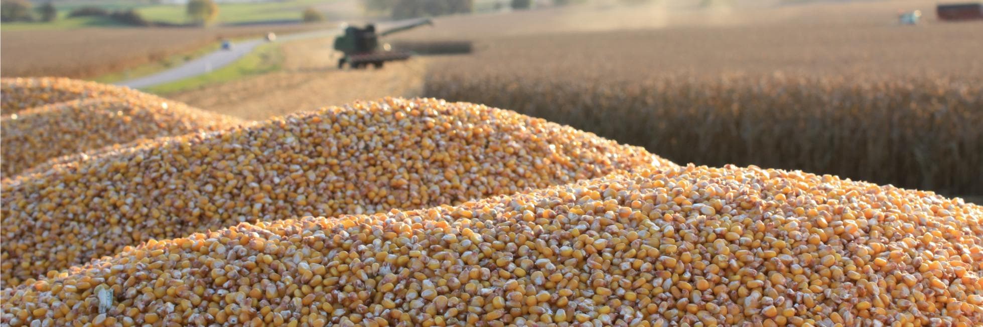 Bayer Valora: el innovador programa que garantiza rentabilidad a los productores de maíz