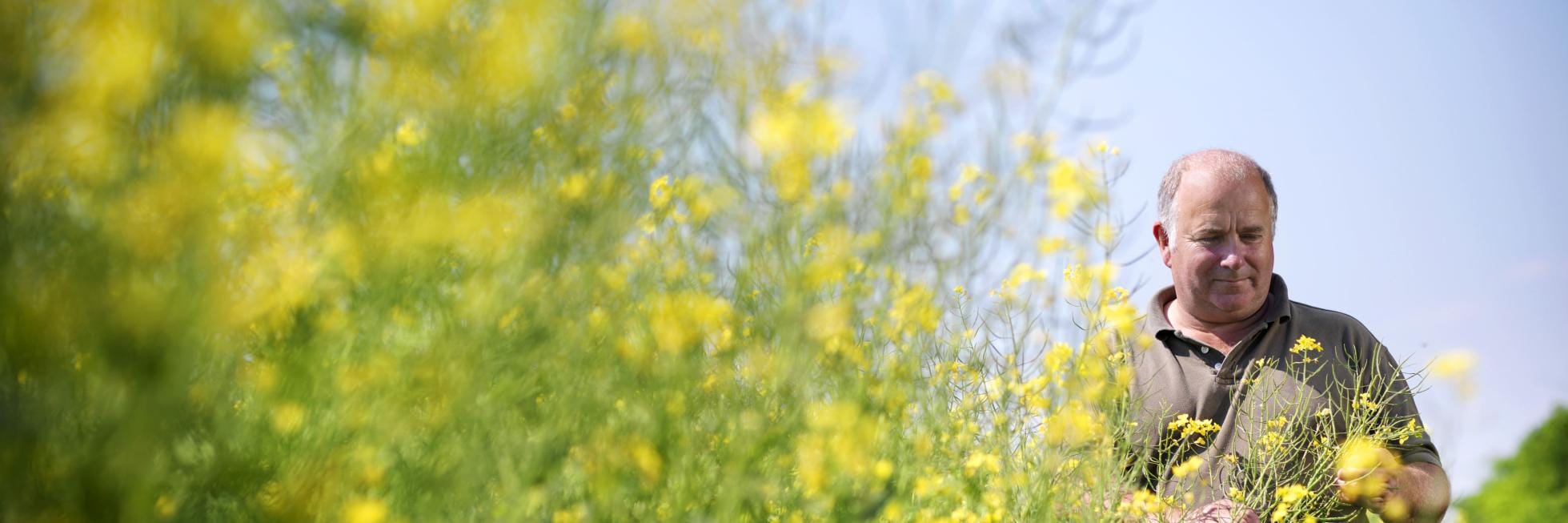 Granjero Camelina