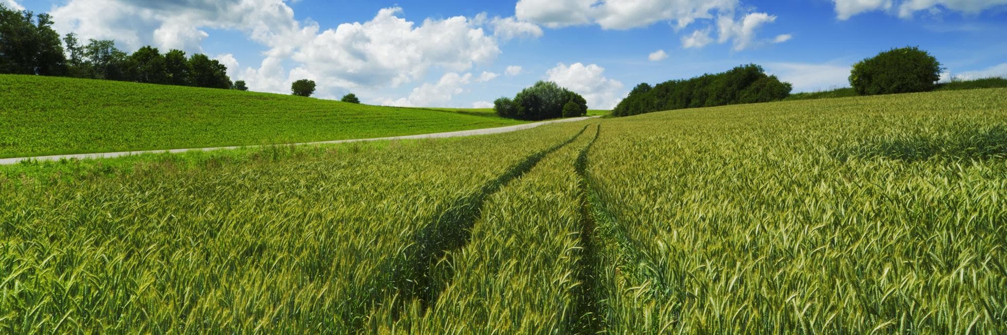 Campo