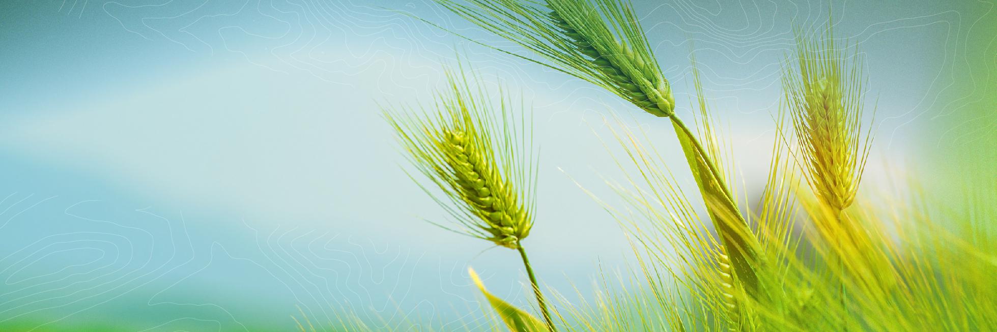 Agricultura Regenerativa