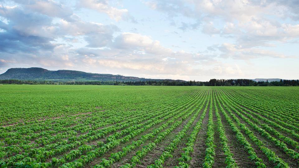 Un vasto campo verde con hileras de cultivos bajo un cielo parcialmente nublado, con colinas al fondo.