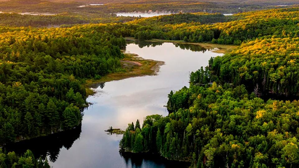 Vista aérea de un paisaje boscoso con un río sinuoso o lago, rodeado de densos árboles verdes bajo un cielo despejado.